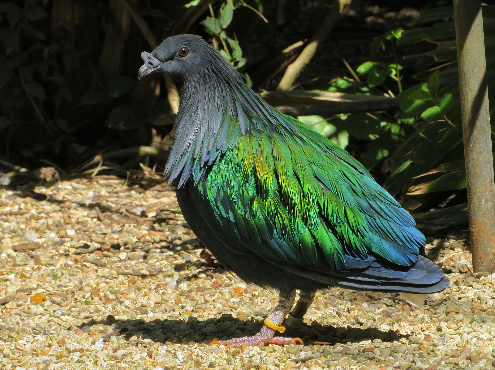 Canon PowerShot SX720 HS sample photo. Nicobar pigeon  photography