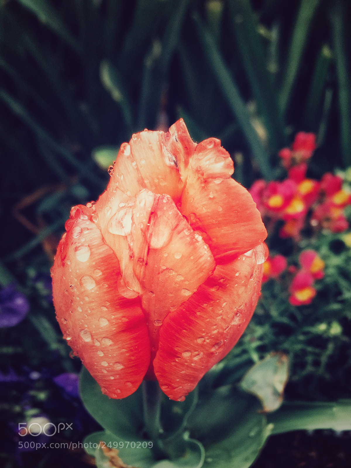 Apple iPhone SE sample photo. Untitled photography