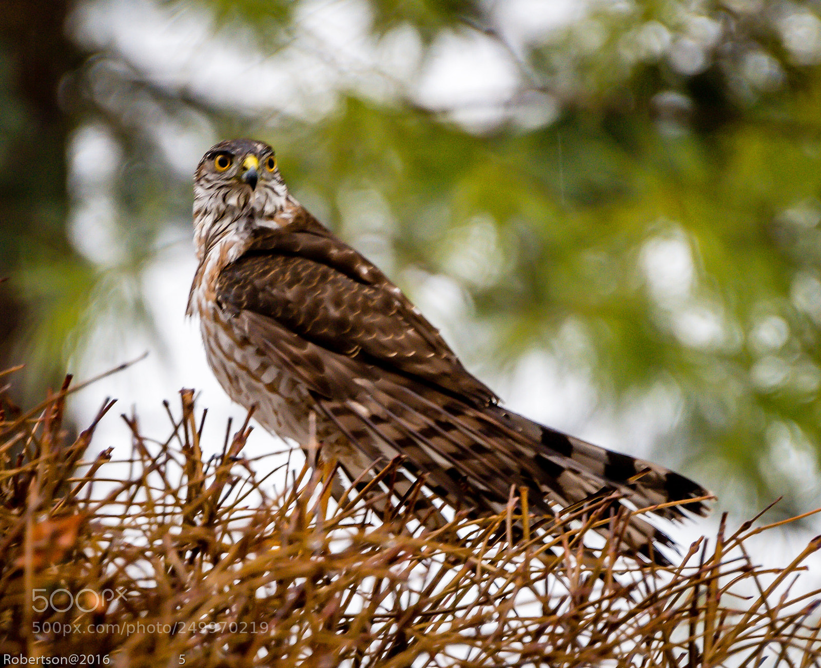 Nikon D800 sample photo. Juvenile cooper’s hawk photography