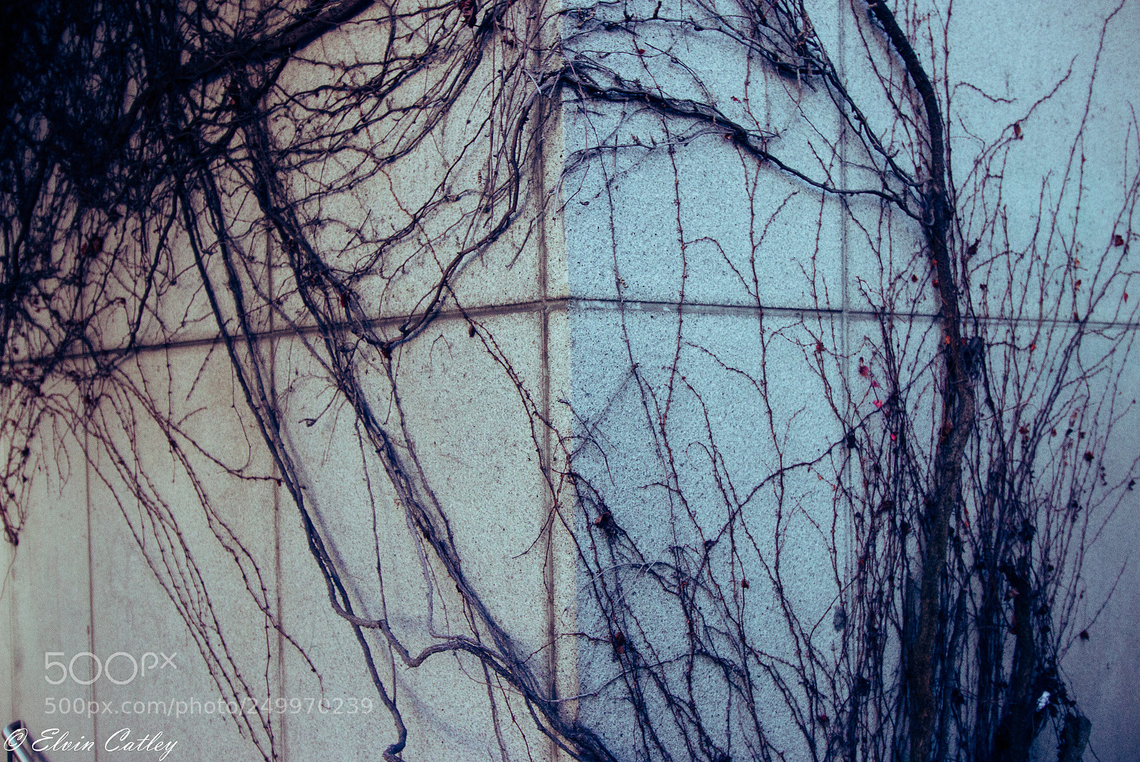 Canon EOS 70D sample photo. Overgrowth photography