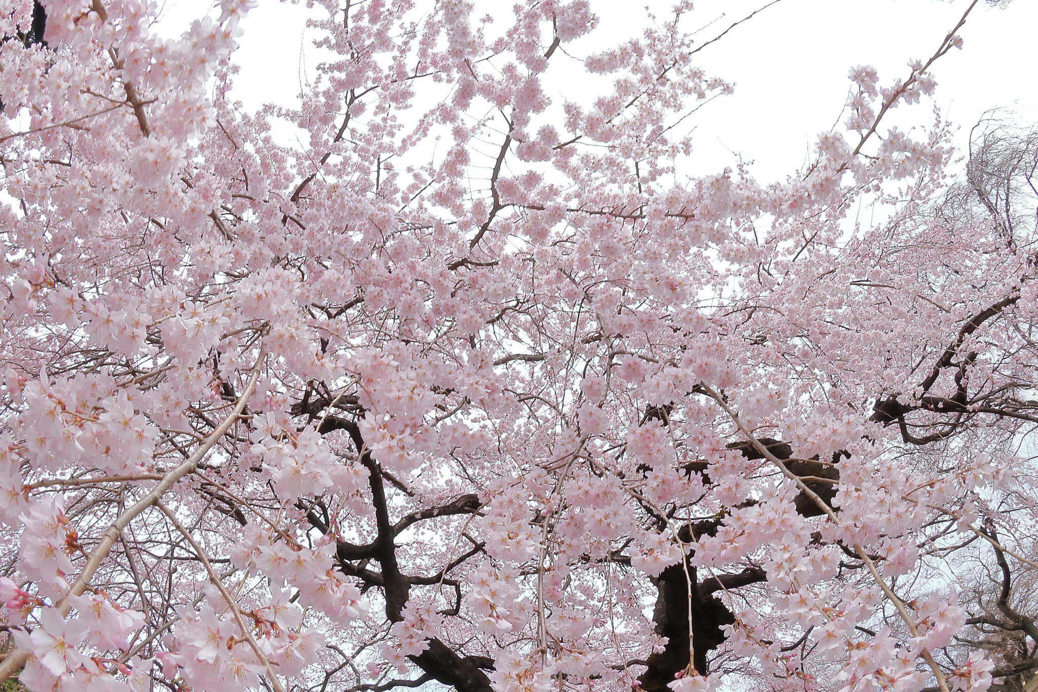 Canon EOS 200D (EOS Rebel SL2 / EOS Kiss X9) sample photo. Cherry blossom img_0422 photography