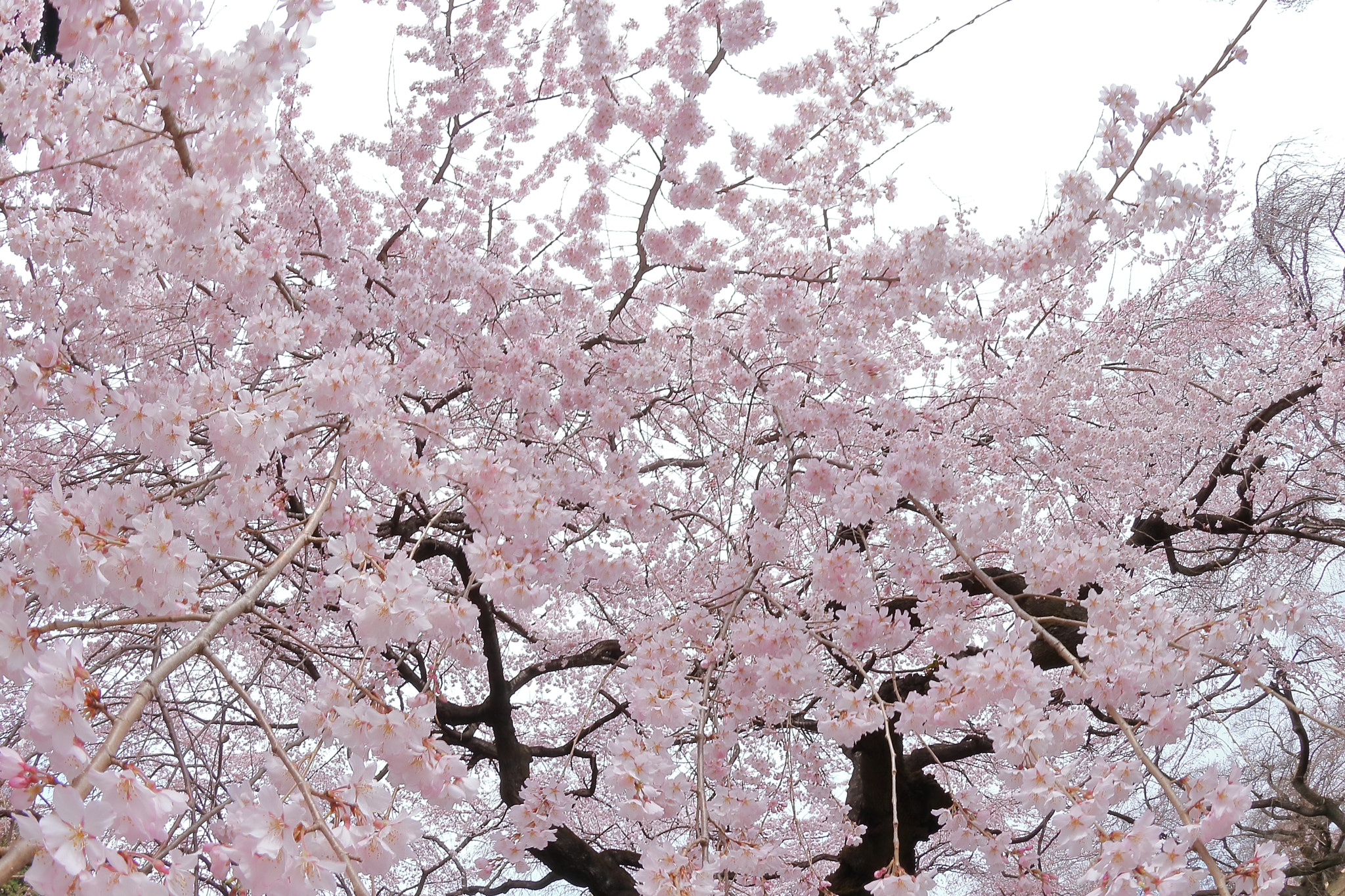 Canon EF 8-15mm F4L Fisheye USM sample photo. Cherry blossom img_0422 photography