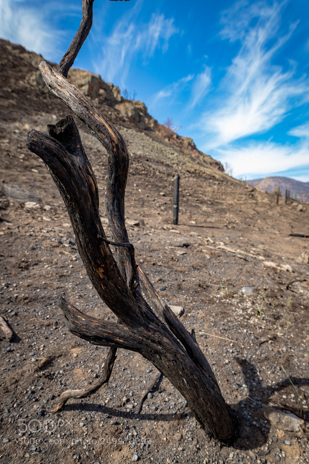 Canon EOS 6D Mark II sample photo. Lone survivor photography