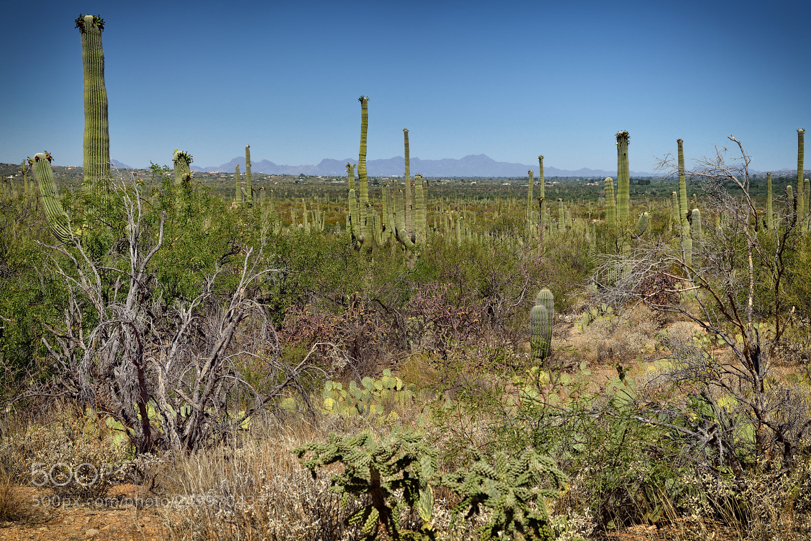 Nikon D800E sample photo. Cactus of many kinds photography