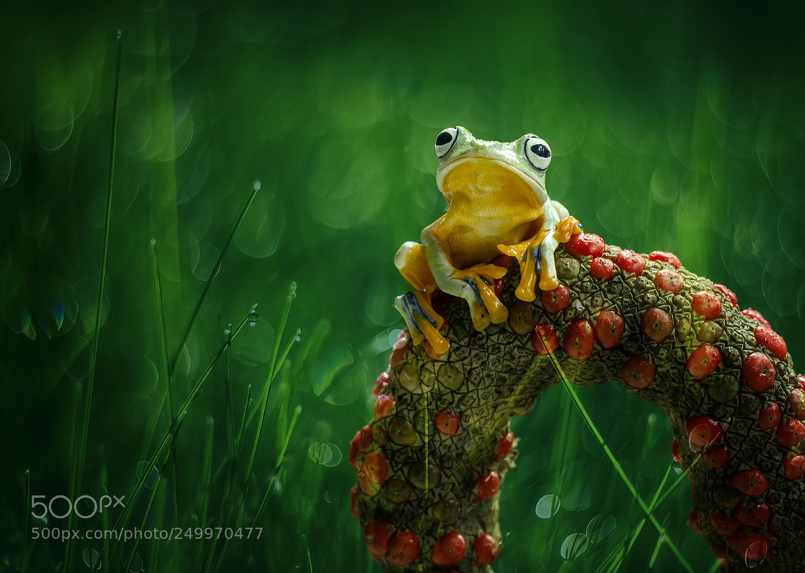 Nikon D800 sample photo. Frog, flying frog, red photography