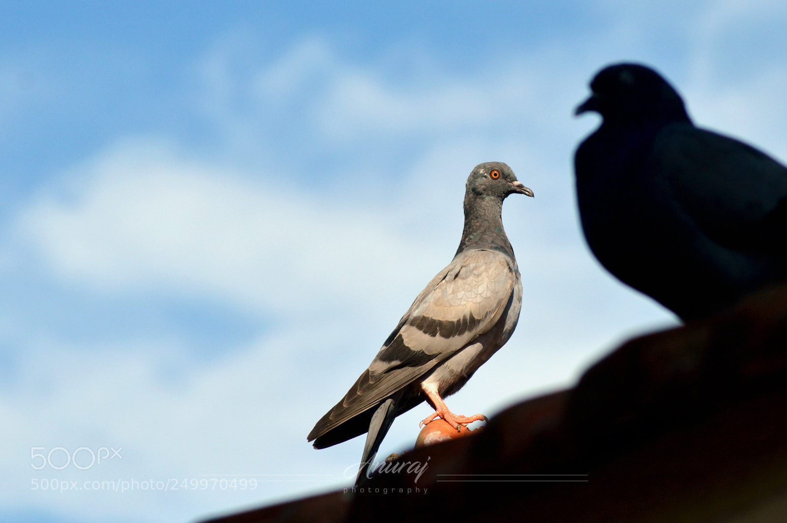 Nikon D3200 sample photo. Dove photography
