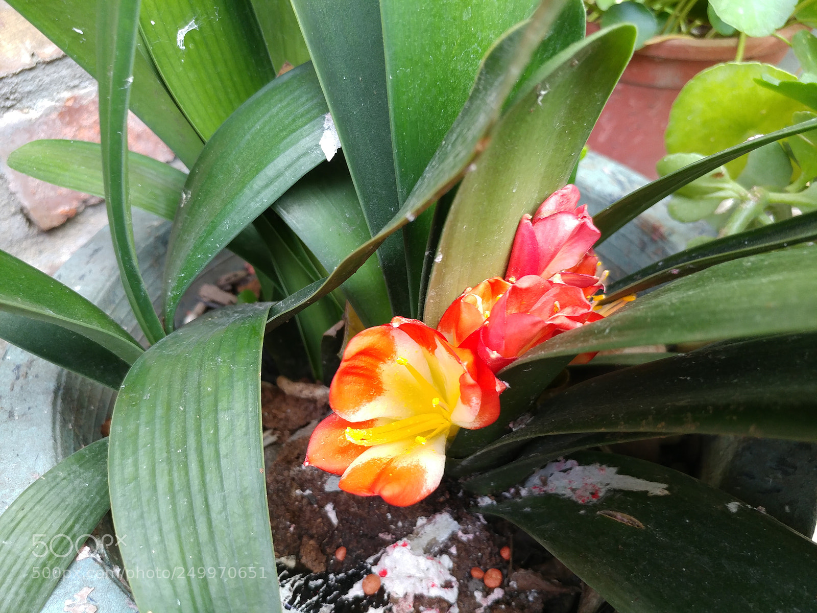 LG V20 sample photo. Untitled photography
