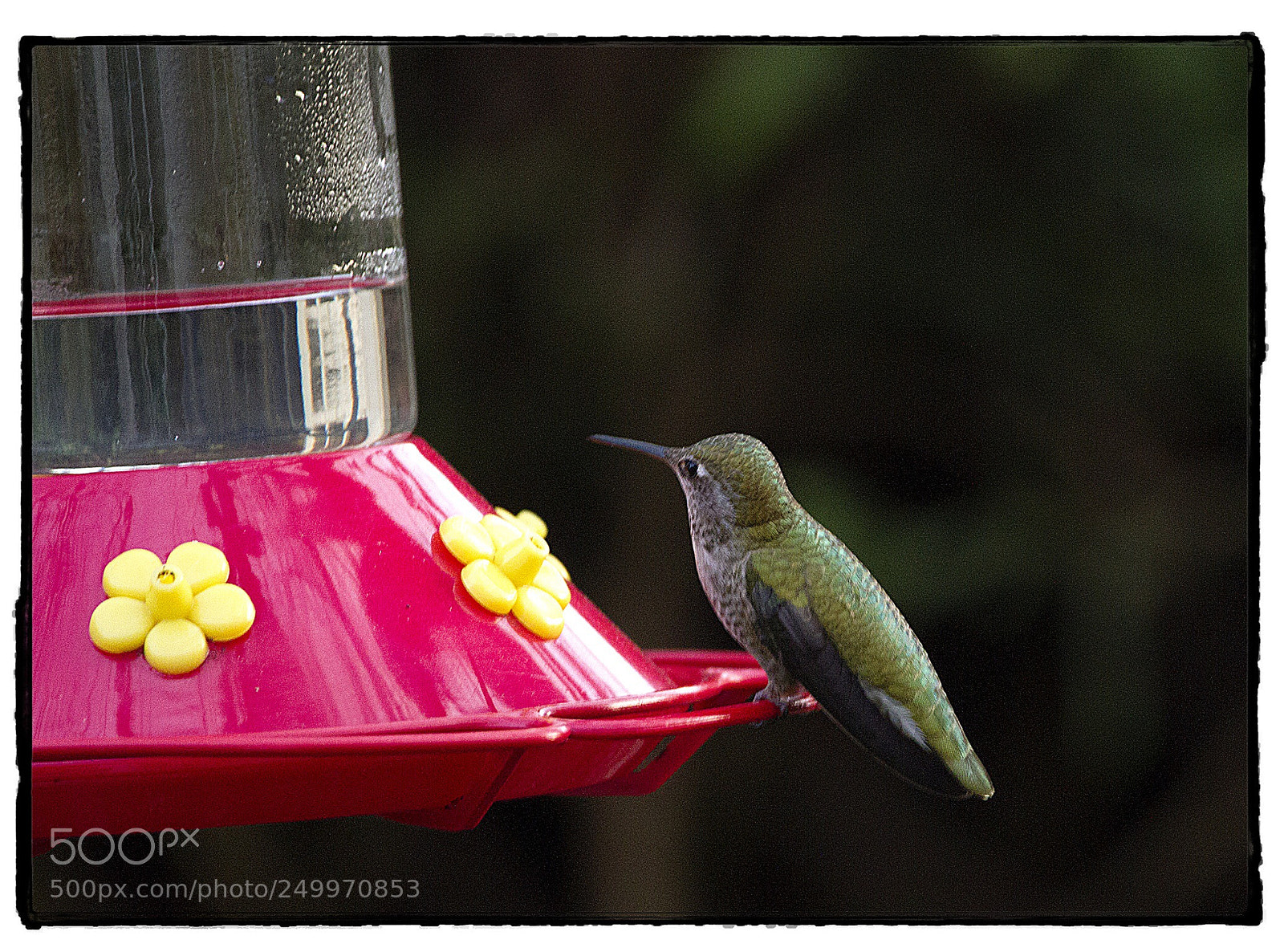 Canon EOS 7D sample photo. Hummingbird  photography