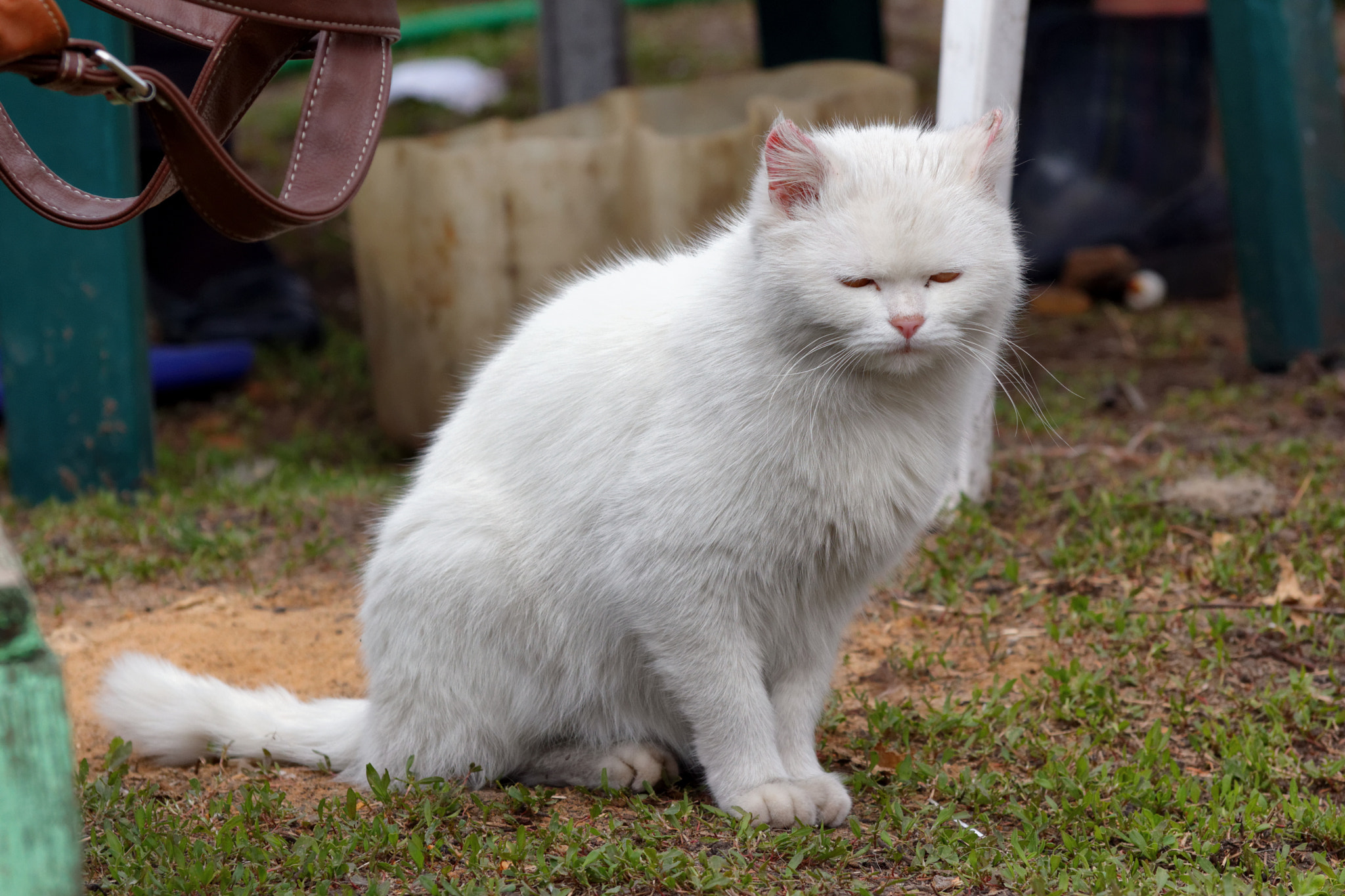 Sigma 50-200mm F4-5.6 DC OS HSM sample photo. Cat photography