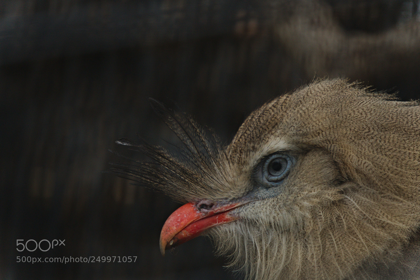 Sony a6300 sample photo. Red-legged seriema photography