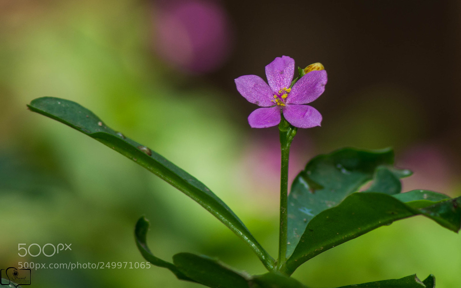 Nikon D7100 sample photo. Flower photography