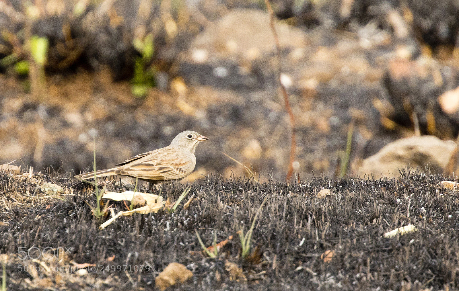 Canon EOS 5D Mark IV sample photo. Grey-necked bunting photography