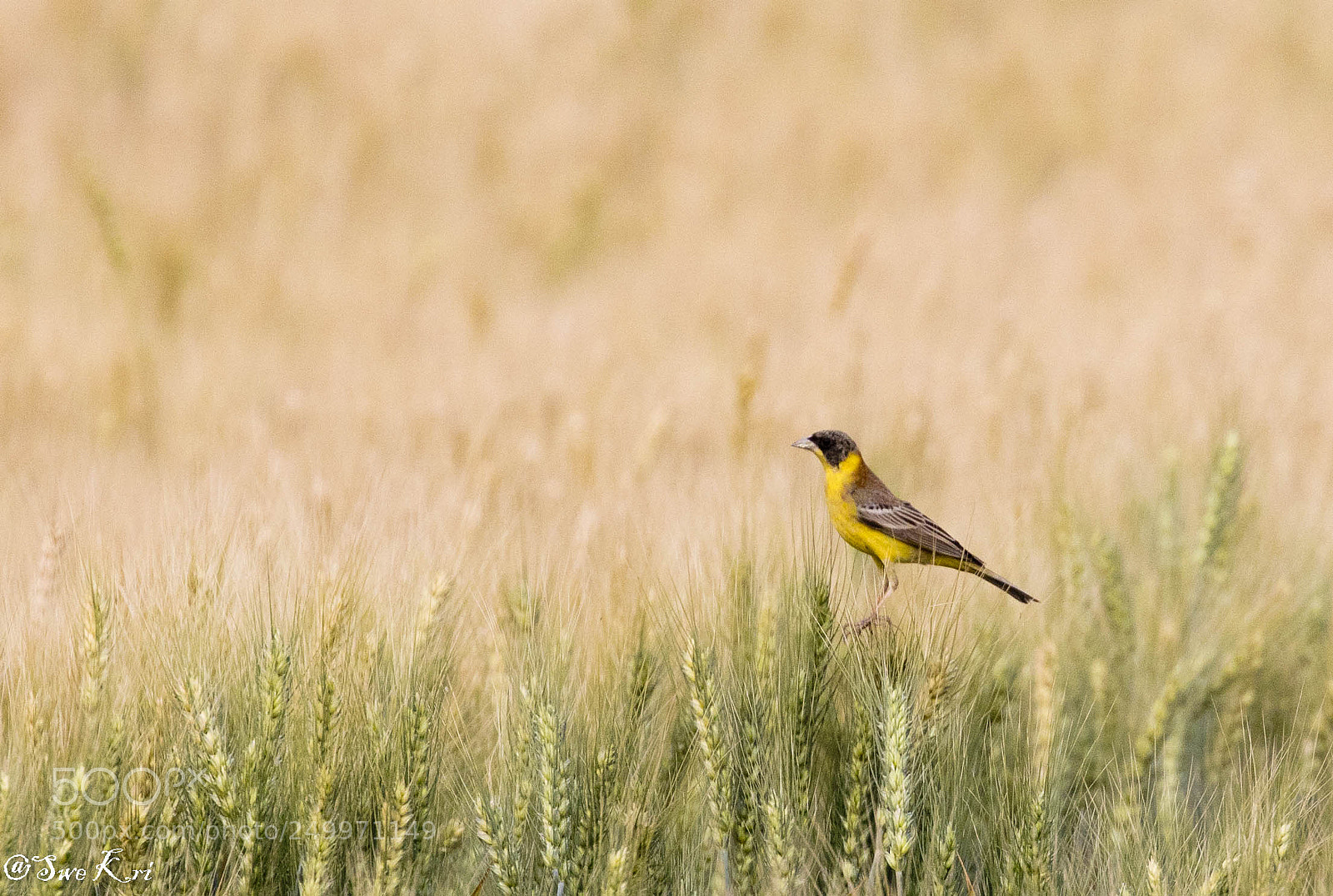 Canon EOS 5D Mark IV sample photo. Black-headed bunting photography