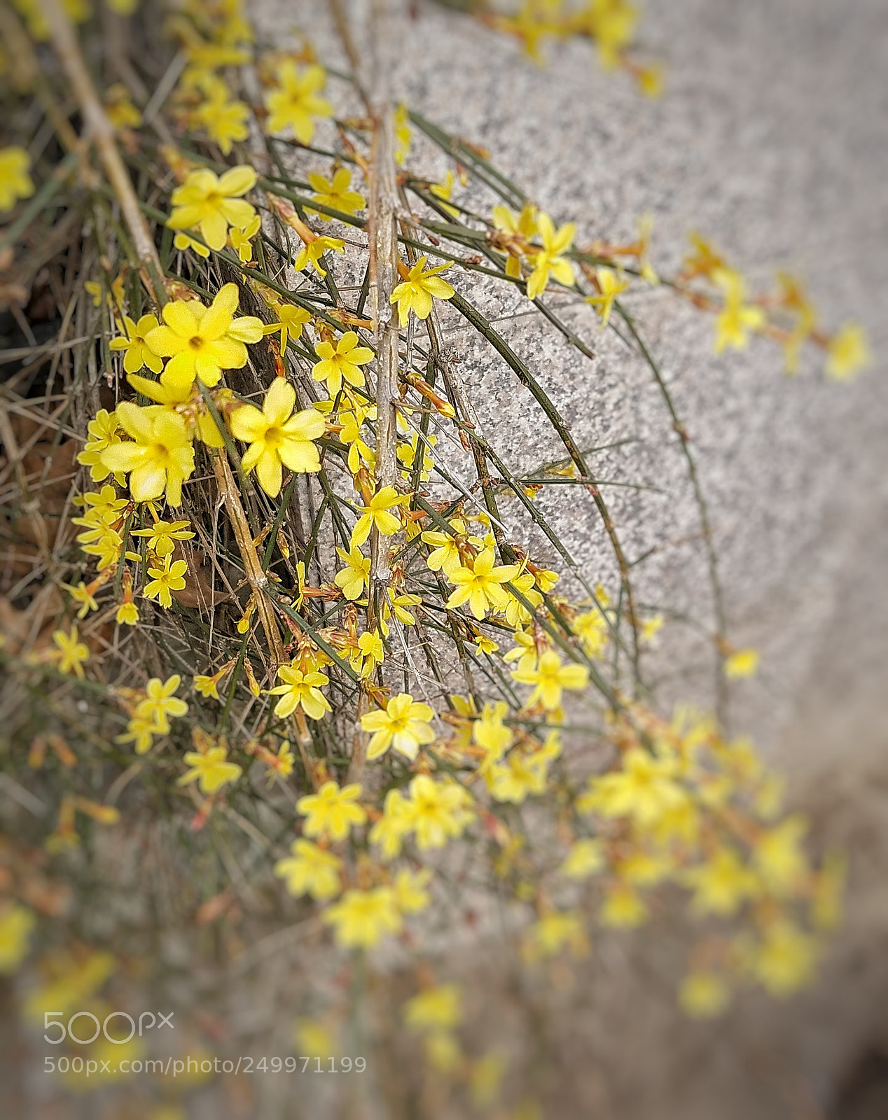 Samsung Galaxy S7 Edge sample photo. Winter jasmine photography