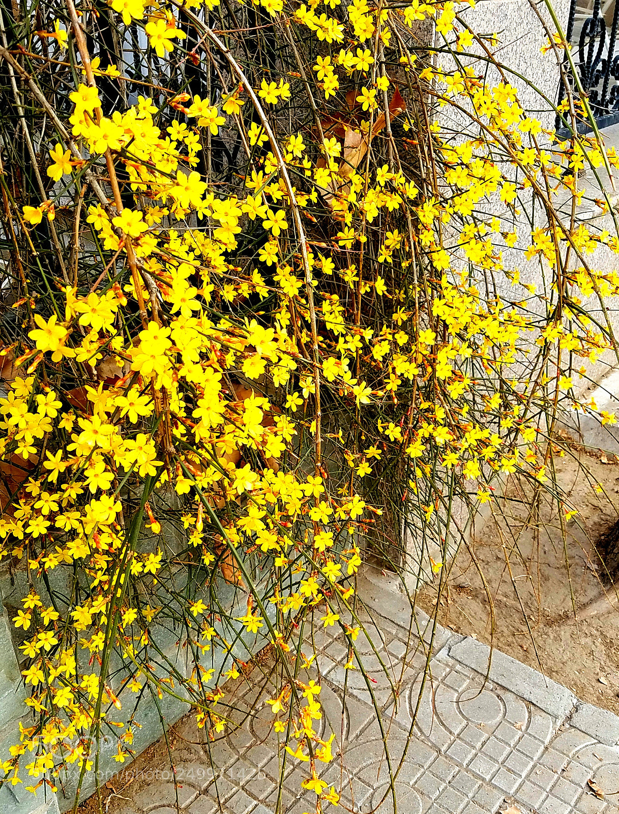Samsung Galaxy S7 Edge sample photo. Winter jasmine 2 photography
