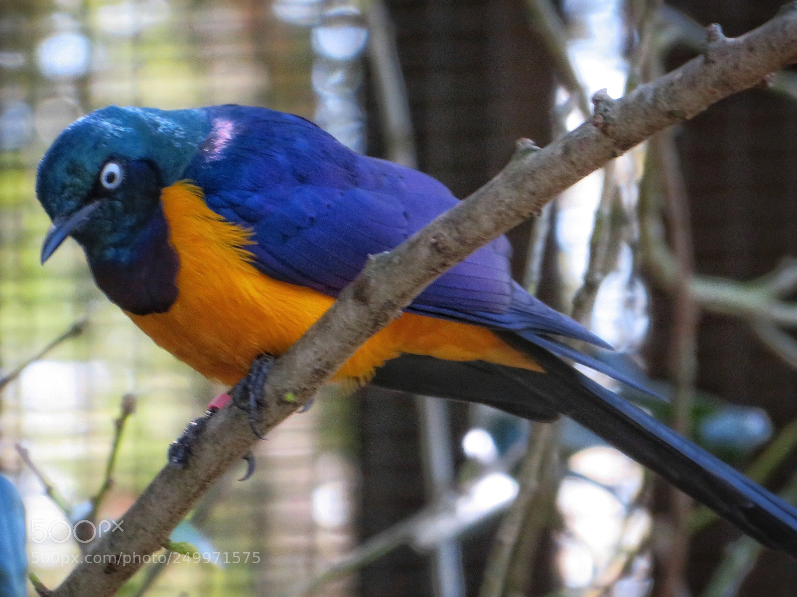 Canon PowerShot SX720 HS sample photo. Golden-breasted starling  photography
