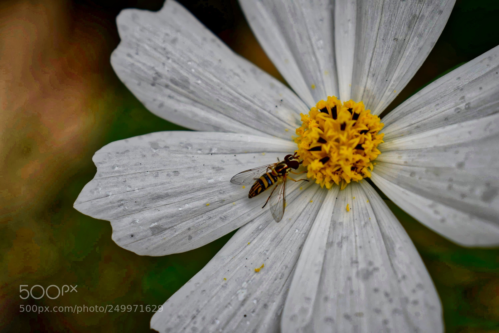 Nikon D5300 sample photo. Cosmos world photography
