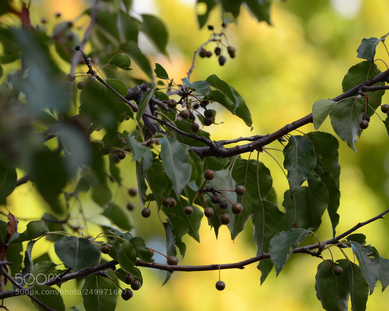 Nikon D7000 sample photo. R photography