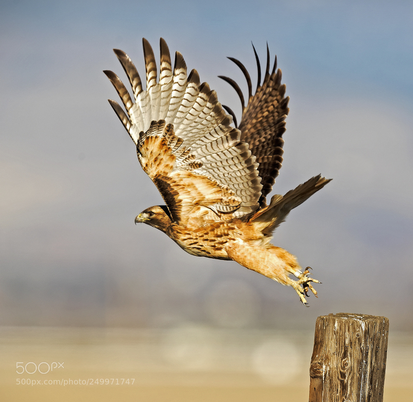 Canon EOS-1D X Mark II sample photo. Red-tailed hawk photography