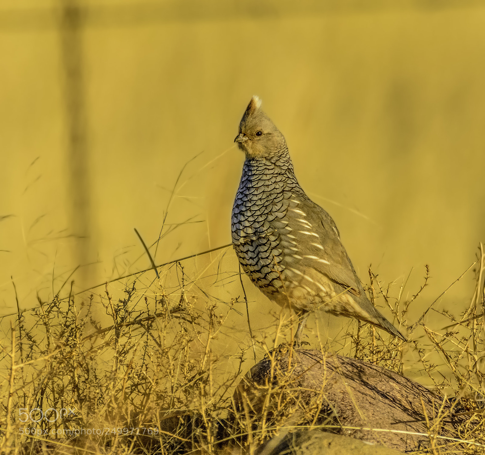 Nikon D7100 sample photo. Scaled quail in early photography