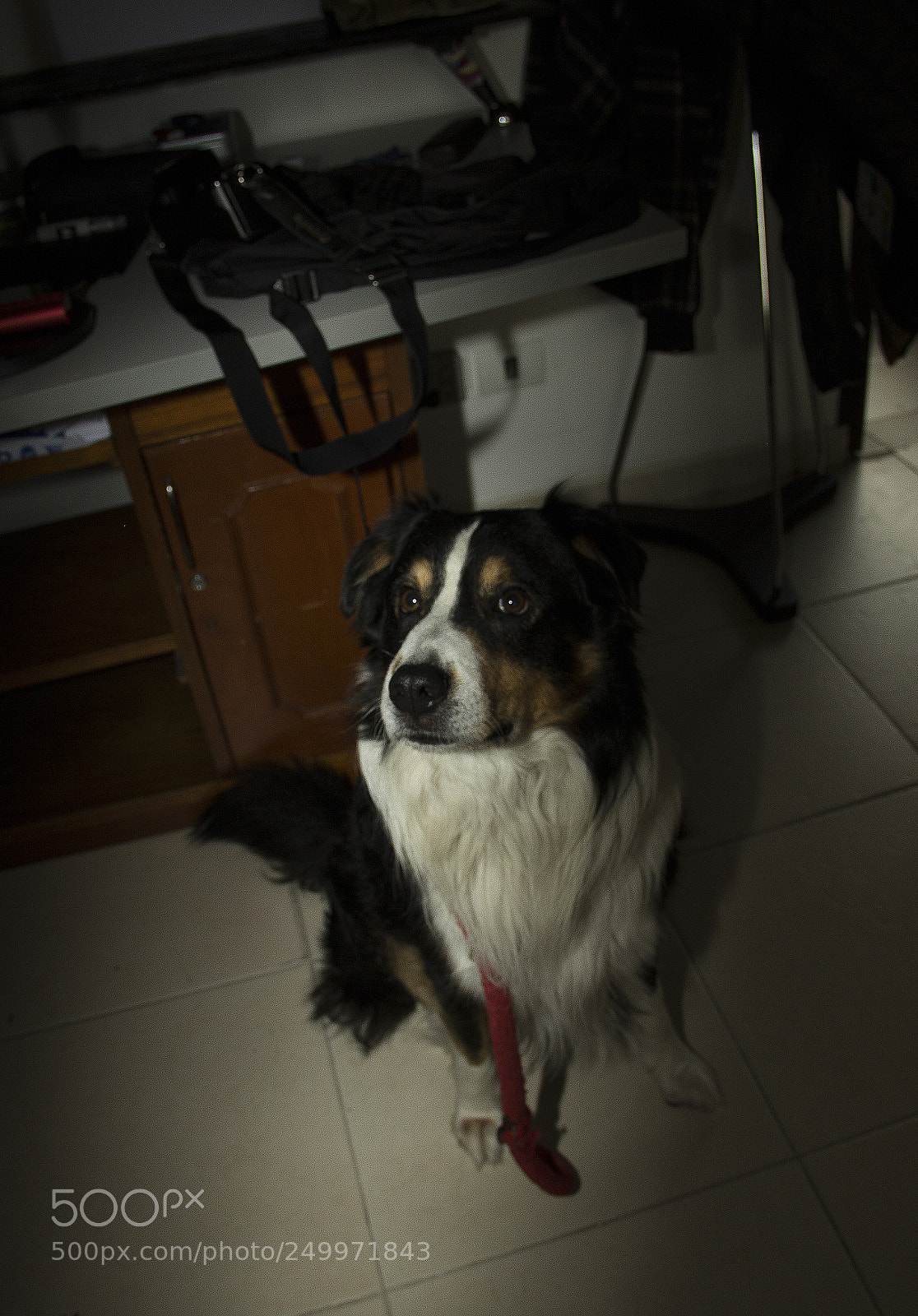 Canon EOS 60D sample photo. Retrato perruno photography