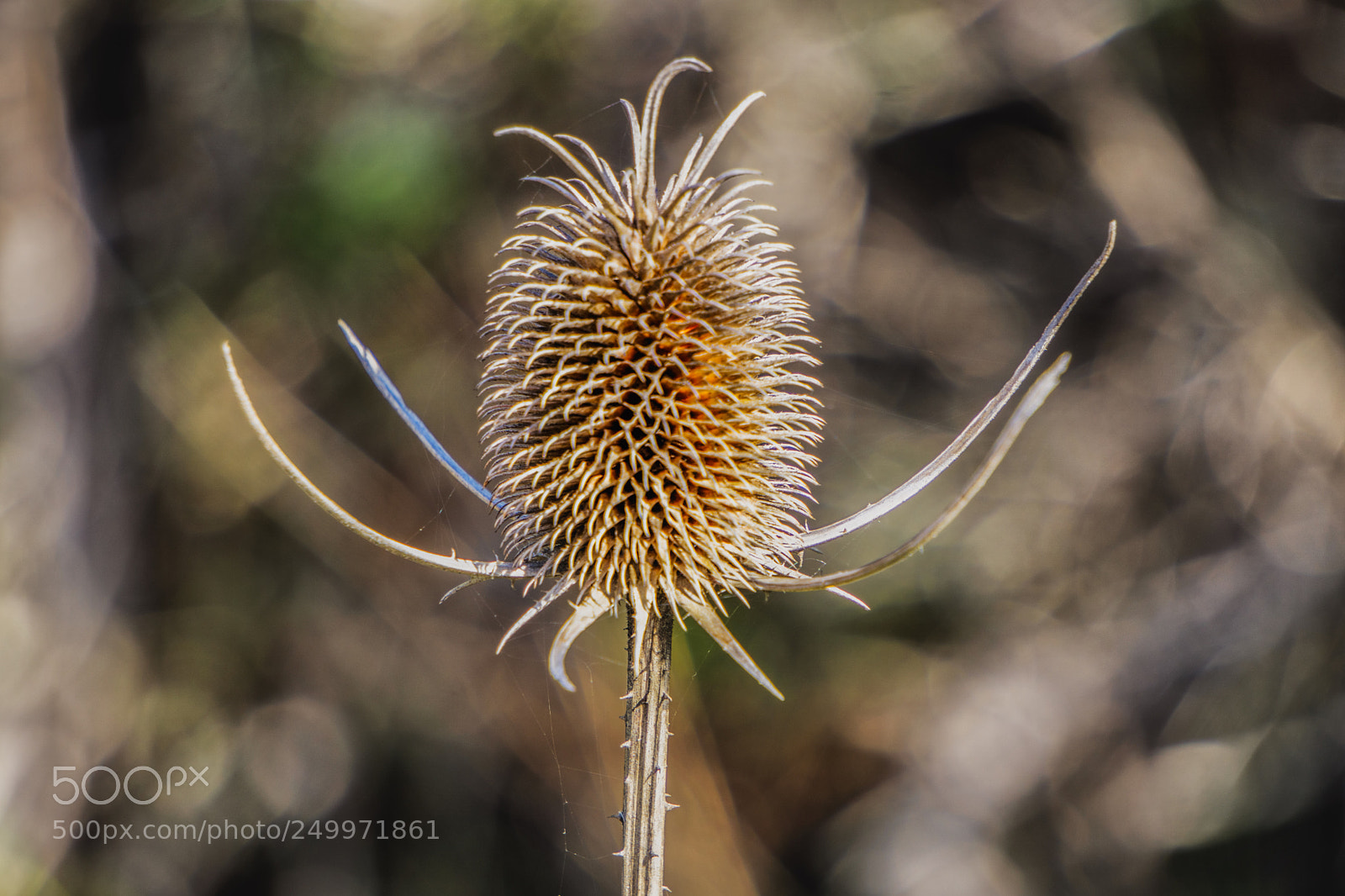 Sony a6000 sample photo. Dry thistle photography