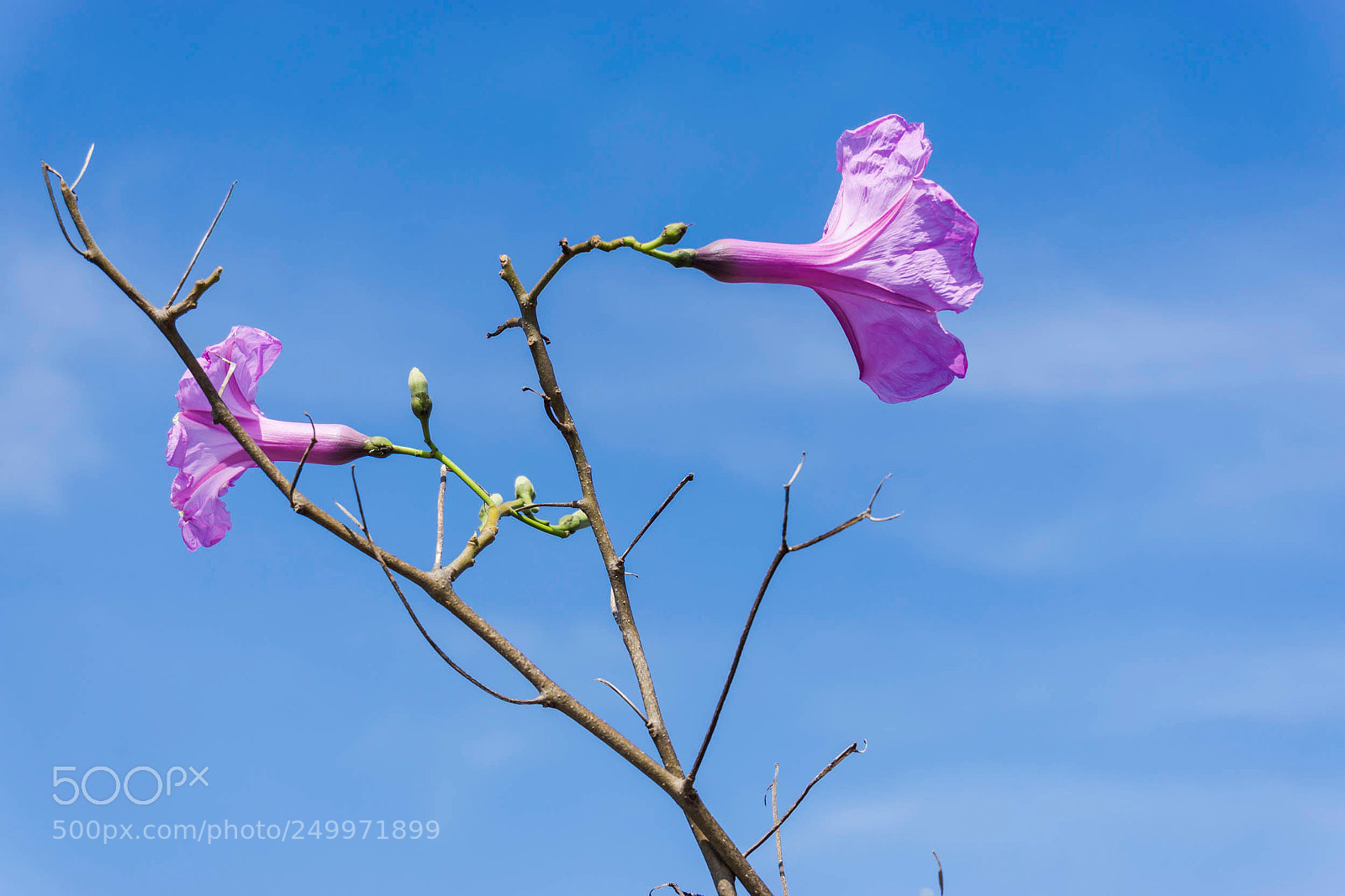 Sony a6000 sample photo. Dsc photography
