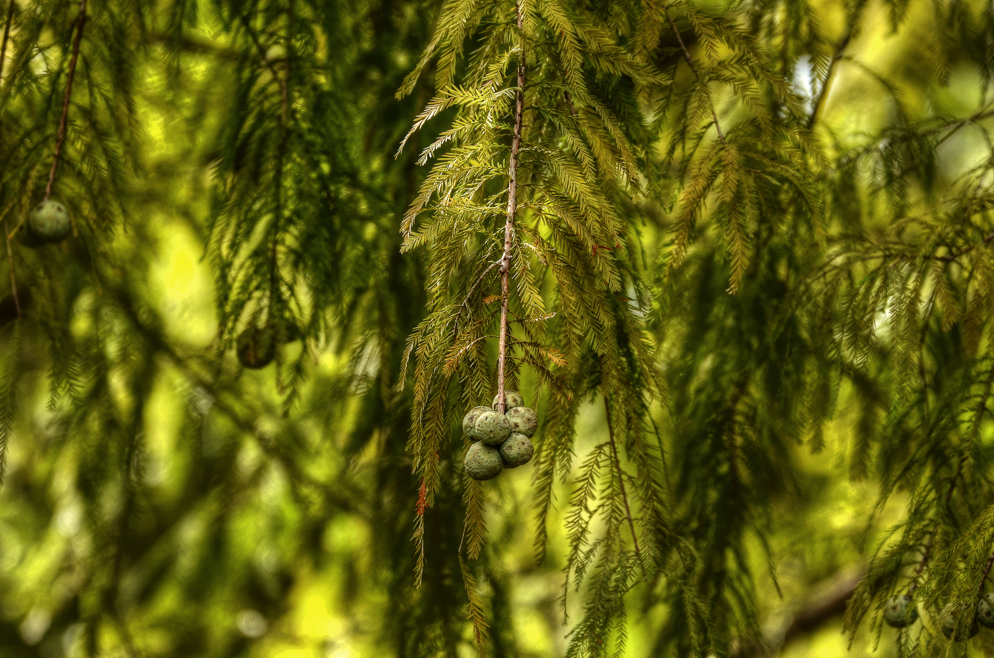 Sigma 150-600mm F5-6.3 DG OS HSM | C sample photo. Tonemapped photography