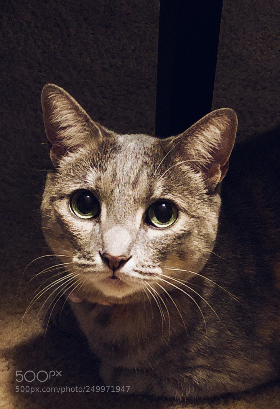 Apple iPhone X sample photo. Grace in a trance photography