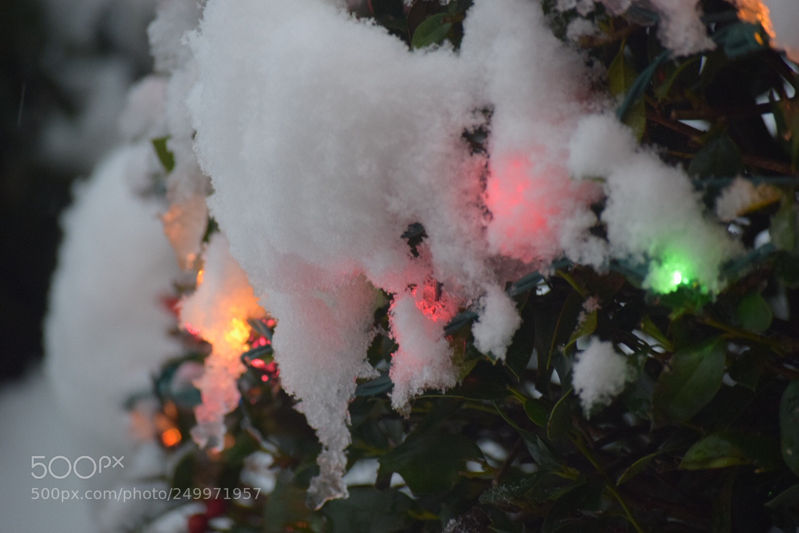 Nikon D3300 sample photo. Christmas lights covered in photography