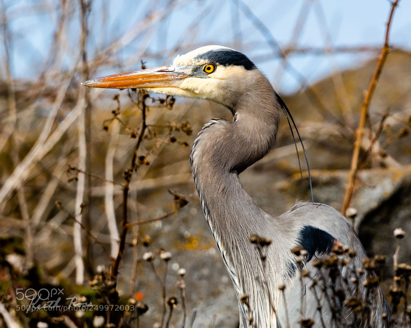 Canon EOS-1D X Mark II sample photo. 593. great blue heron photography