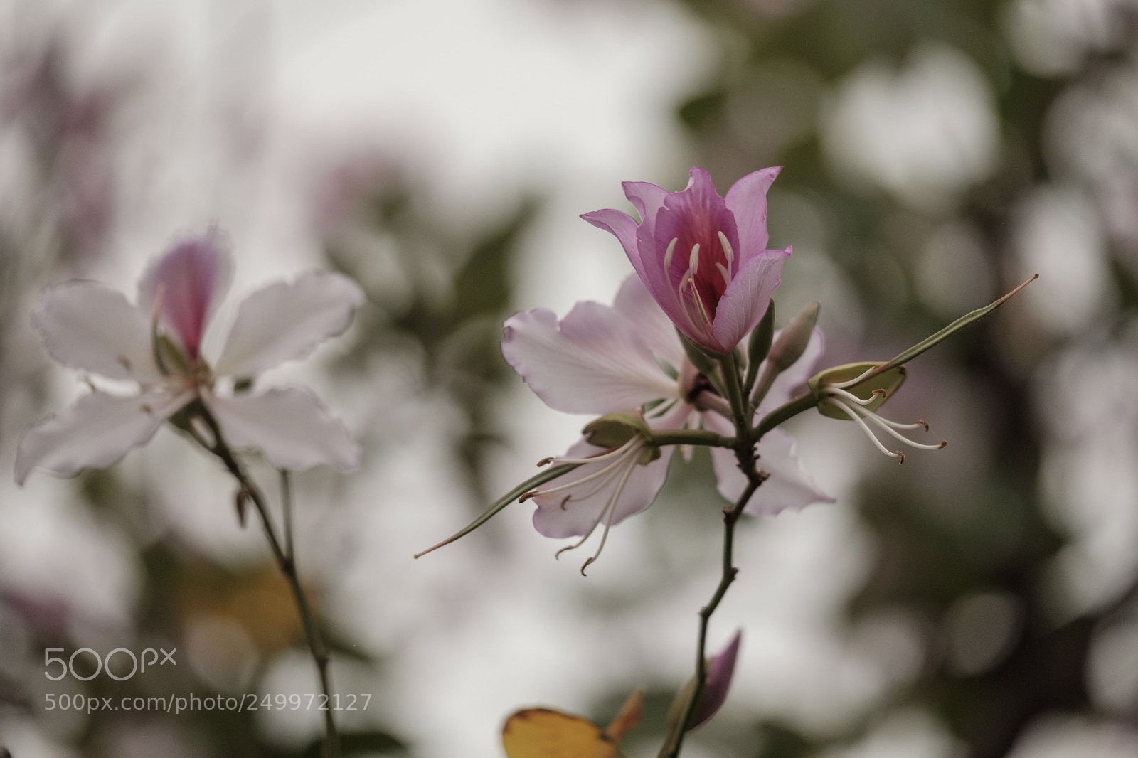 Fujifilm X-T1 sample photo. Untitled photography