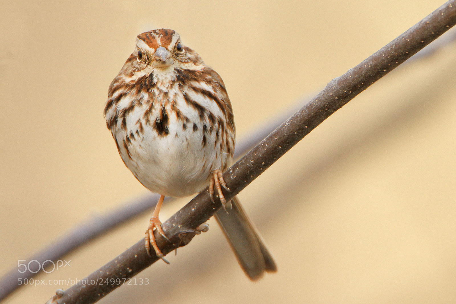 Canon EOS 7D sample photo. Beige photography