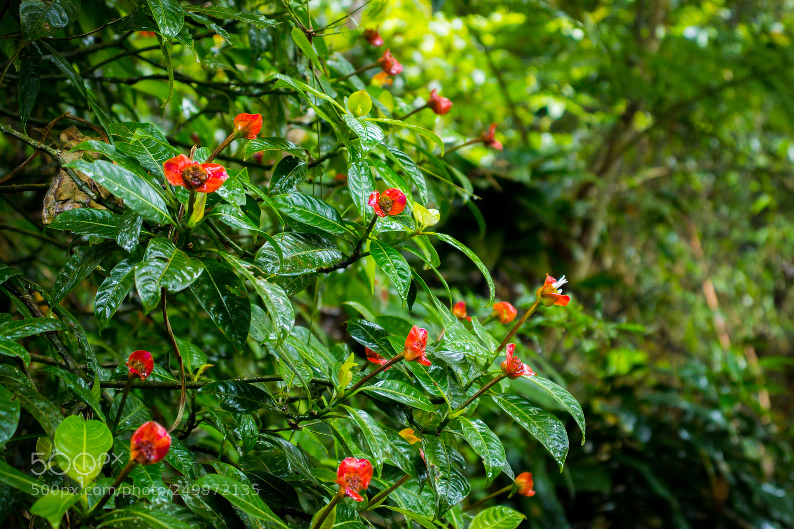 Canon EOS 200D (EOS Rebel SL2 / EOS Kiss X9) sample photo. Flowers in panama photography