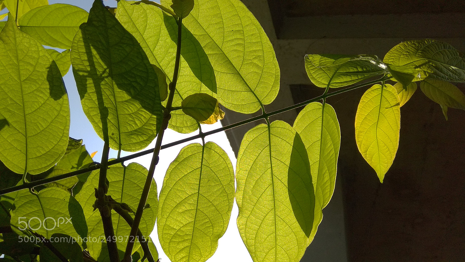 Xiaomi Redmi Note 4 sample photo. Green photography
