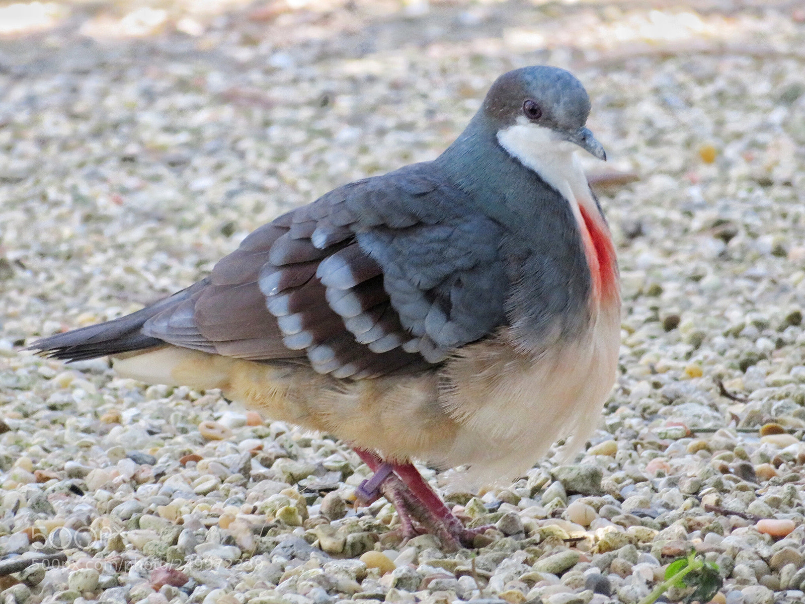 Canon PowerShot SX720 HS sample photo. Bleeding heart dove photography