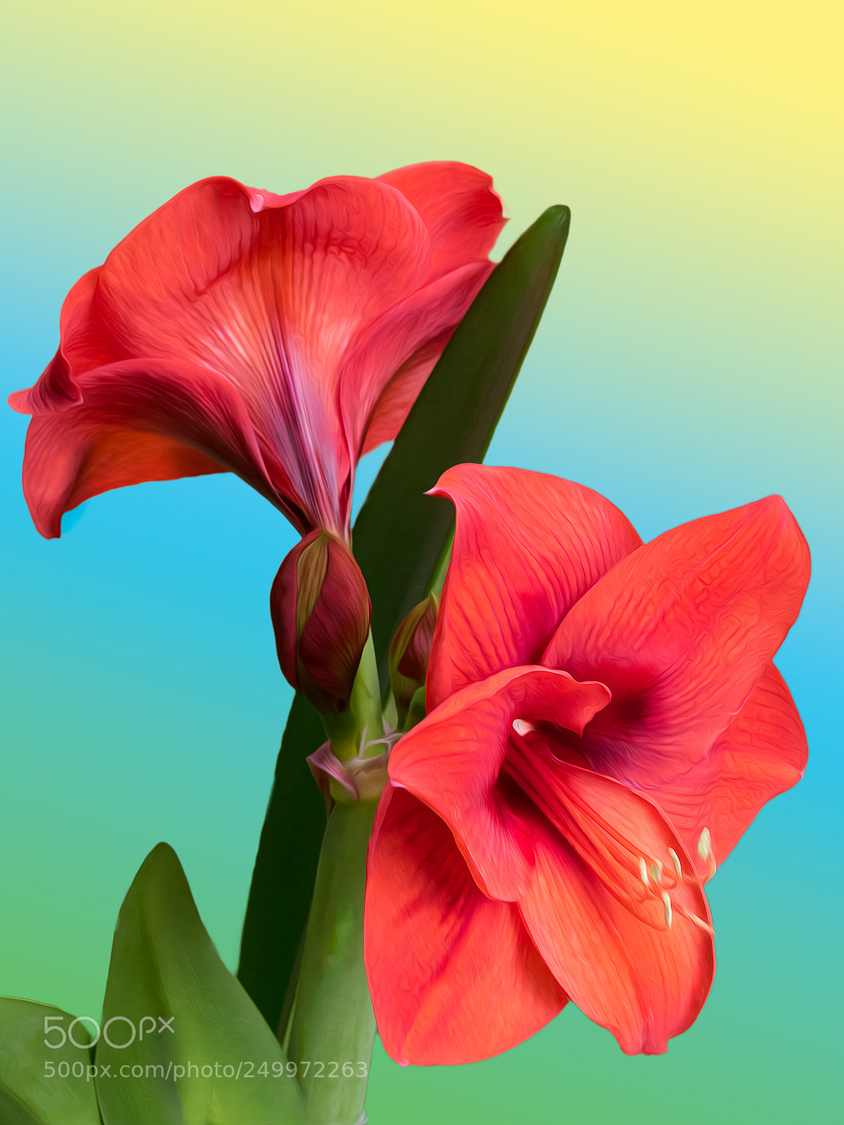 Canon EOS 7D Mark II sample photo. Amaryllis photography