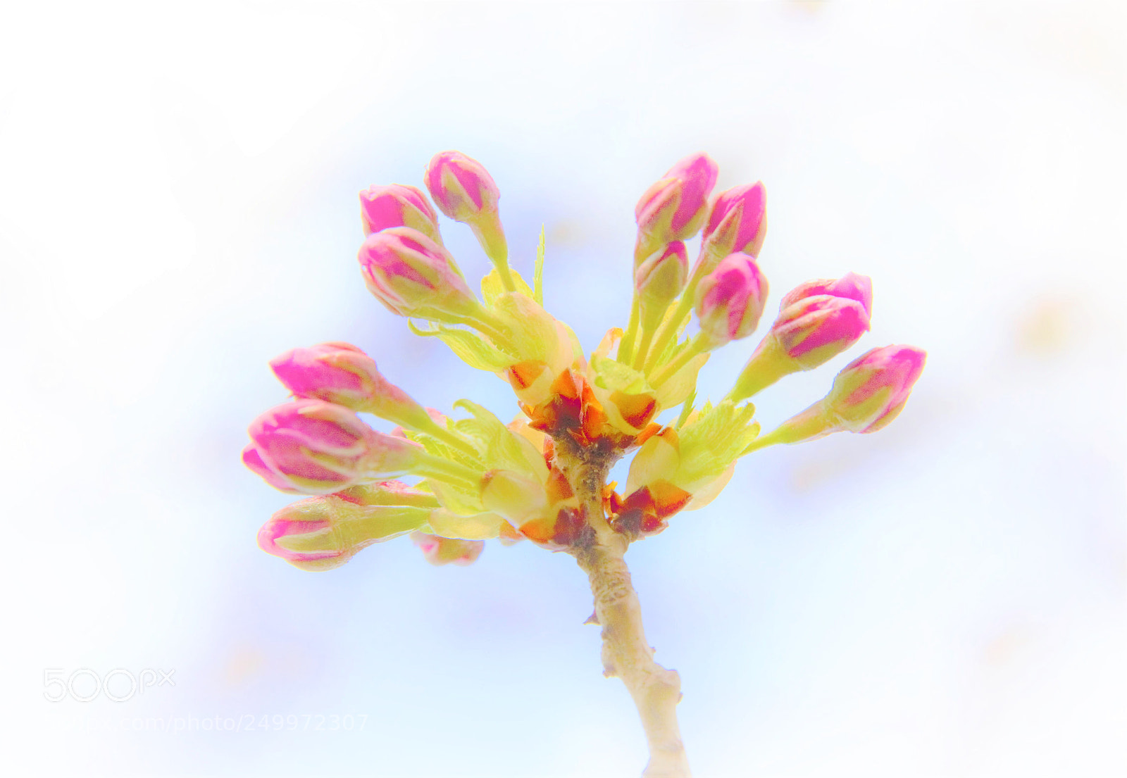 Canon EOS 60D sample photo. Ready for spring -- 春天真的来了！ photography