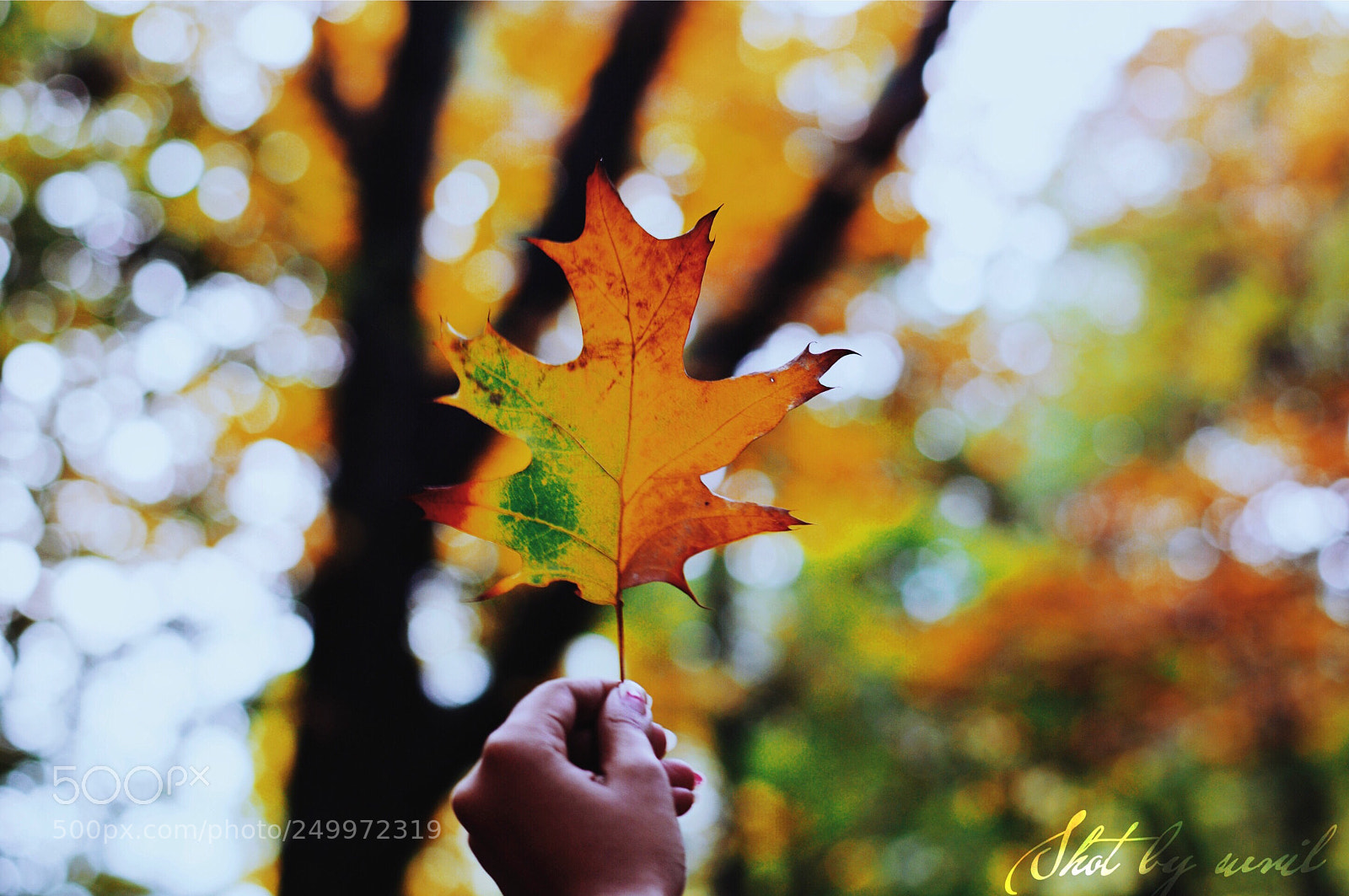 Nikon D5200 sample photo. Beautiful nature photography