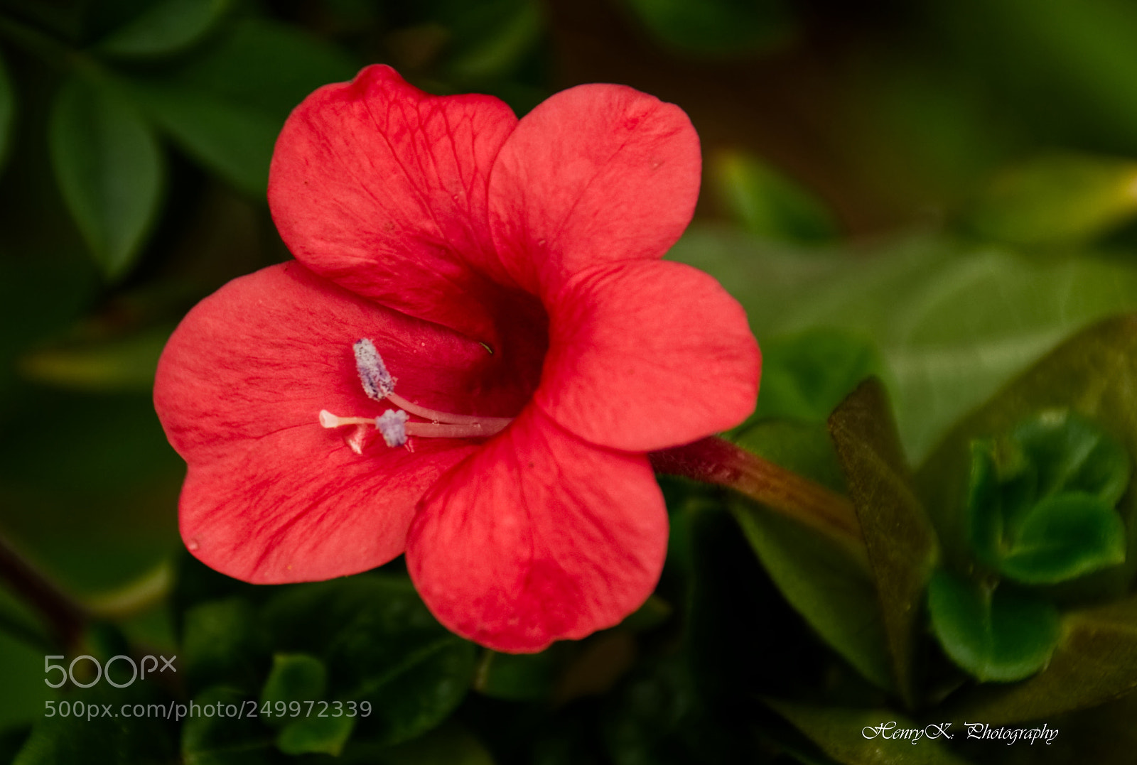 Nikon D3200 sample photo. Full of joy photography