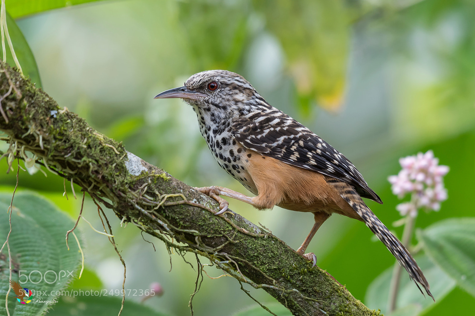 Nikon D500 sample photo. Band-backed wren photography