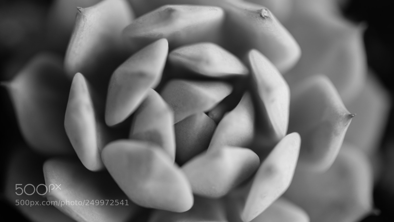 Canon EOS 5D Mark IV sample photo. Black and white succulent photography