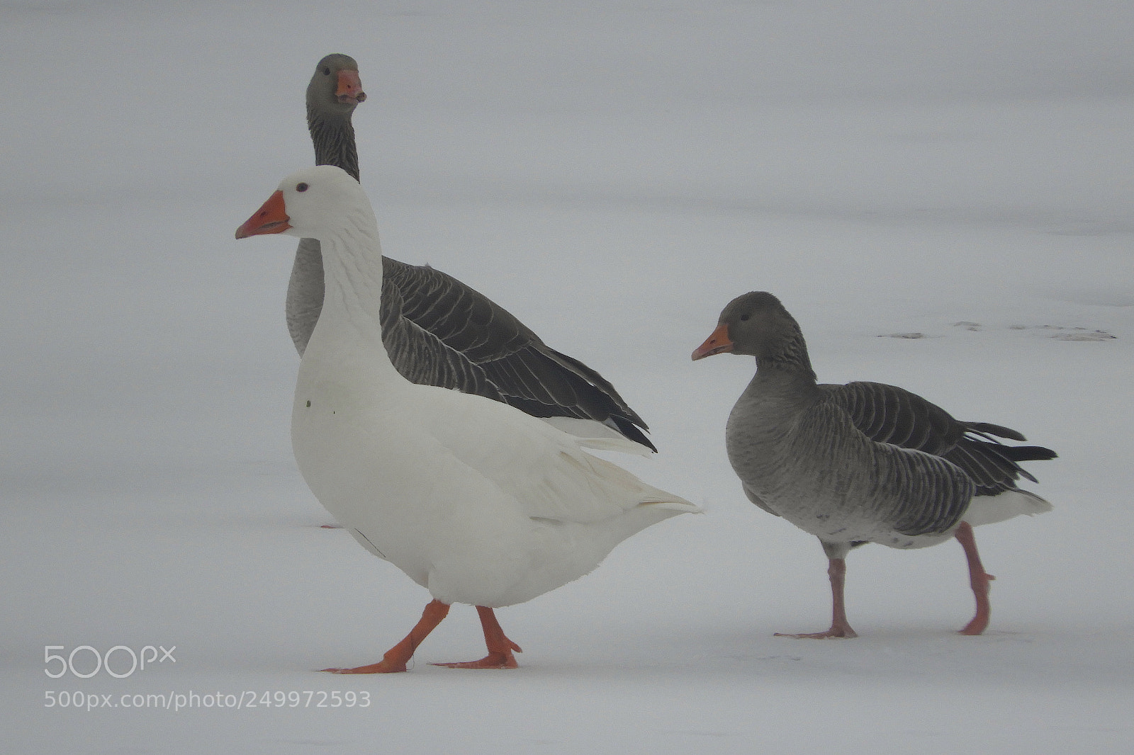 Nikon Coolpix B700 sample photo. Three geese photography