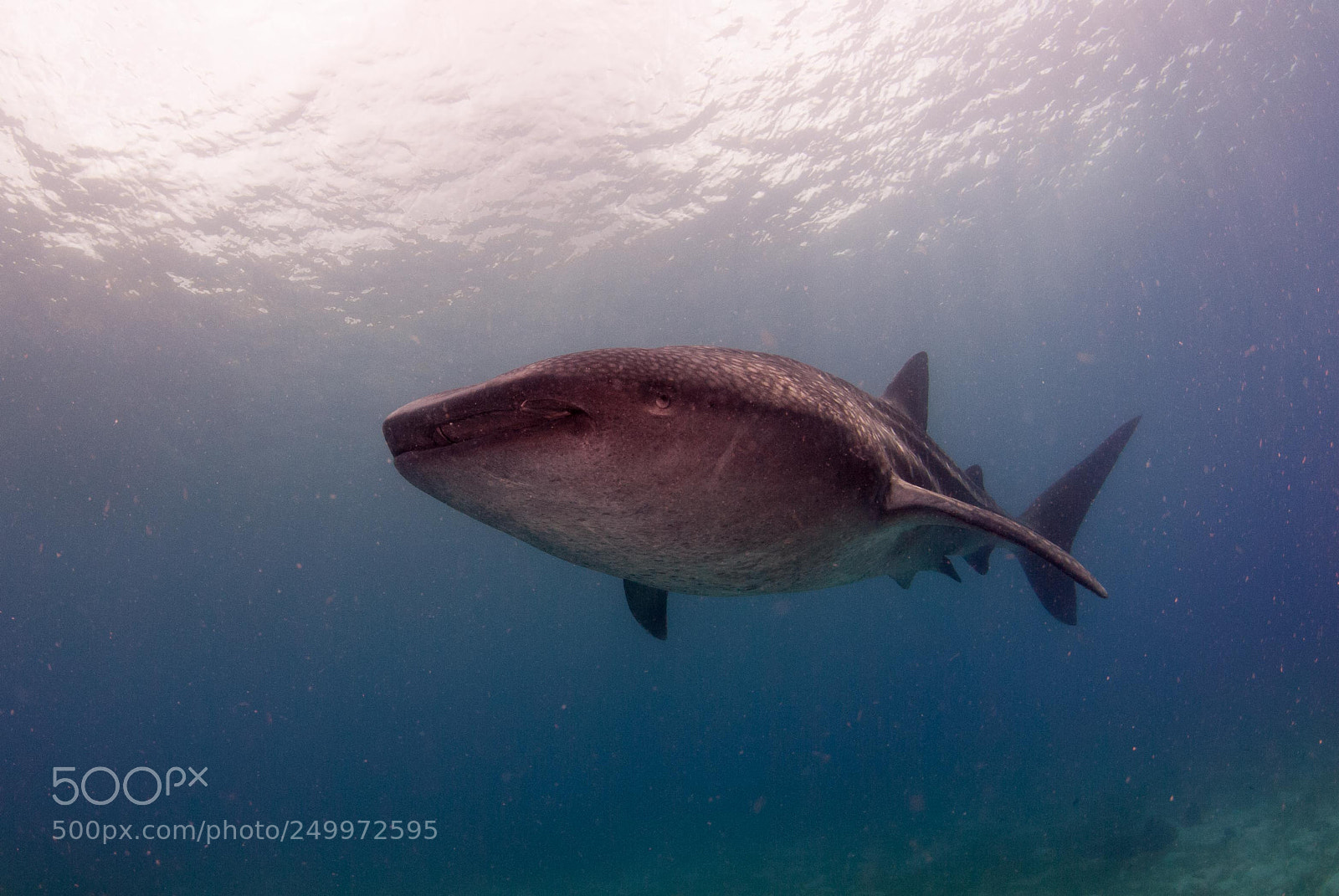 Nikon D200 sample photo. Whaleshark photography