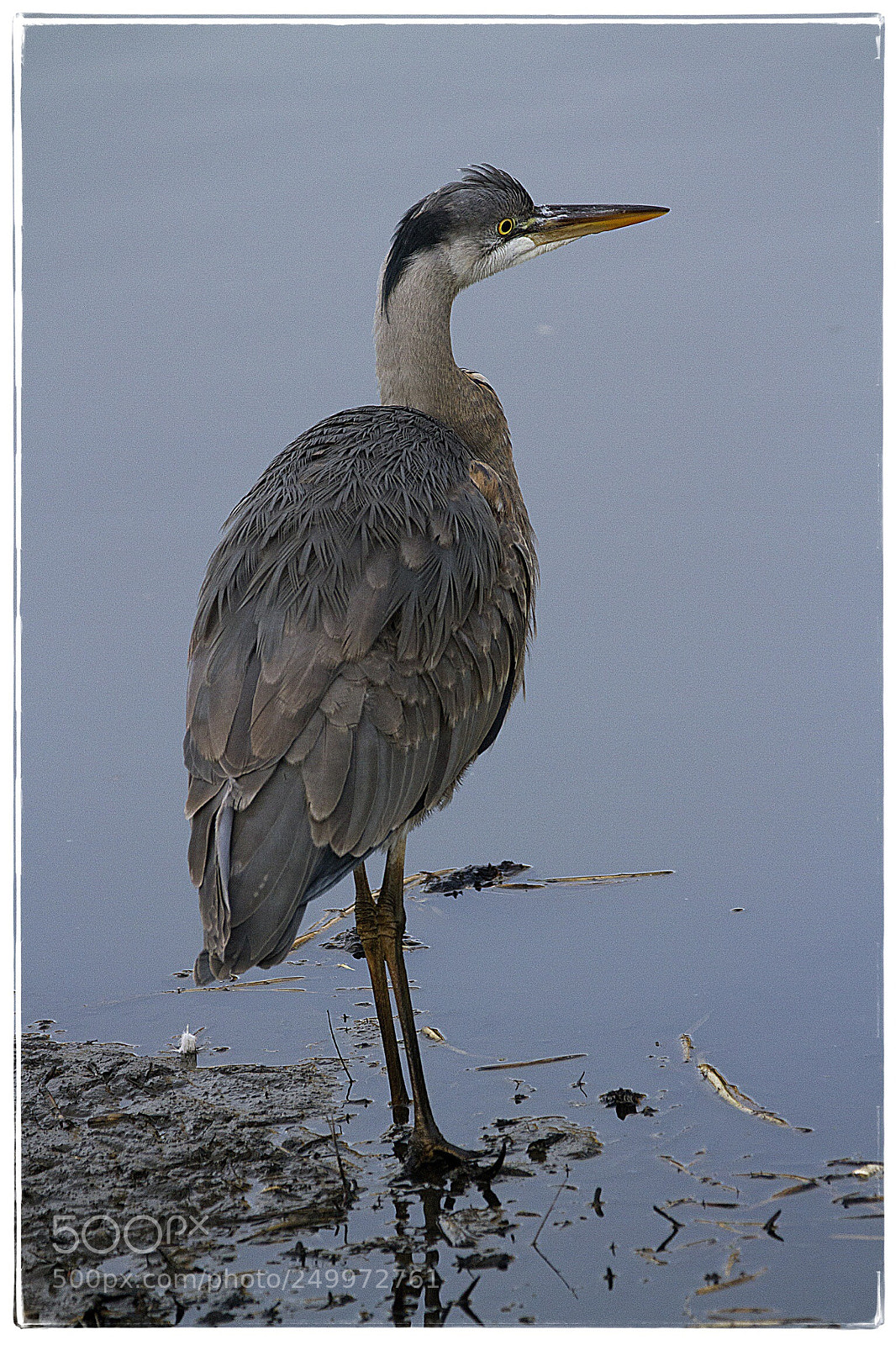 Canon EOS 7D sample photo. Gray heron photography