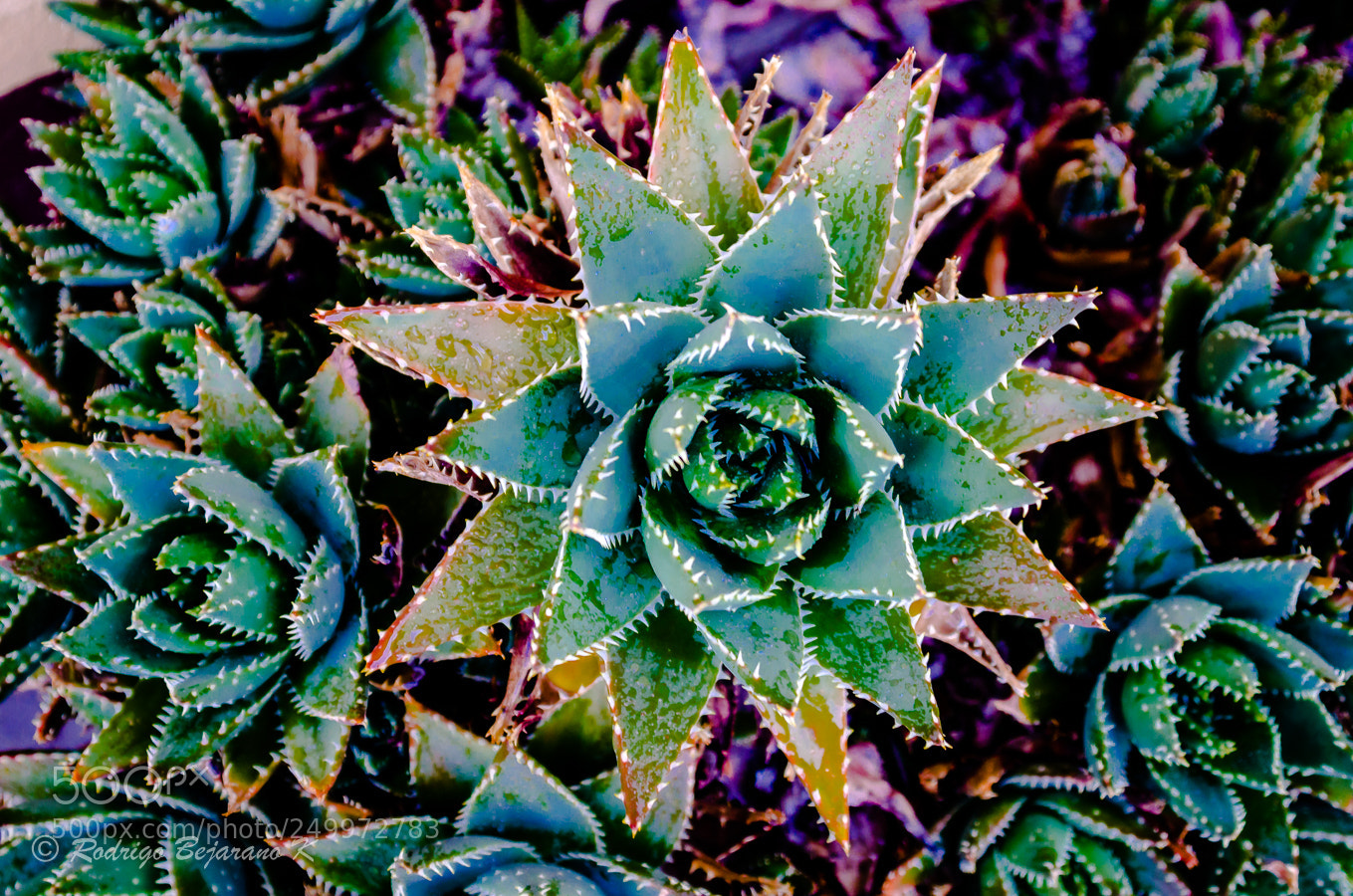 Nikon D7000 sample photo. Urban flora photography