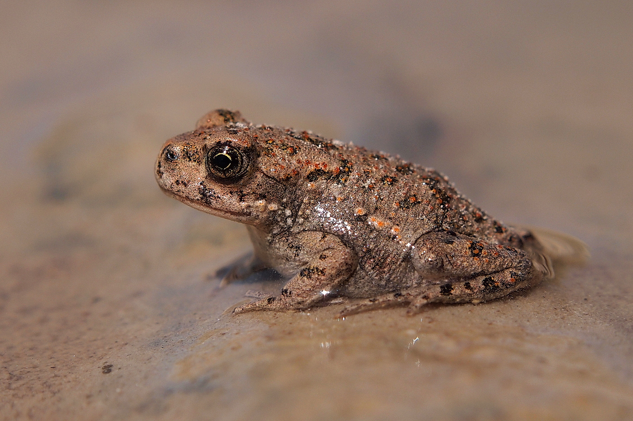 Olympus E-5 sample photo. A baby toad photography