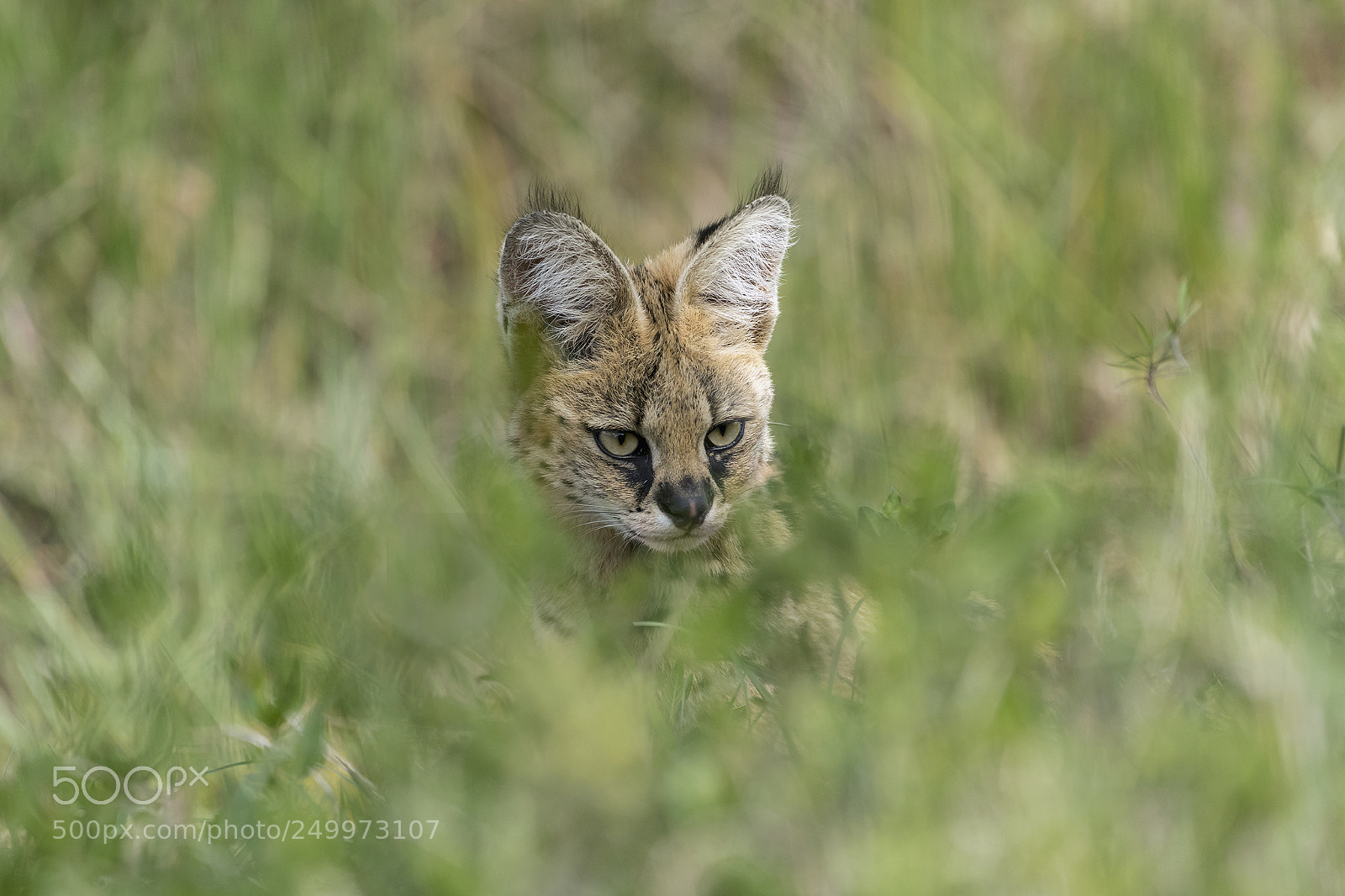 Nikon D810 sample photo. Stealth tactics photography
