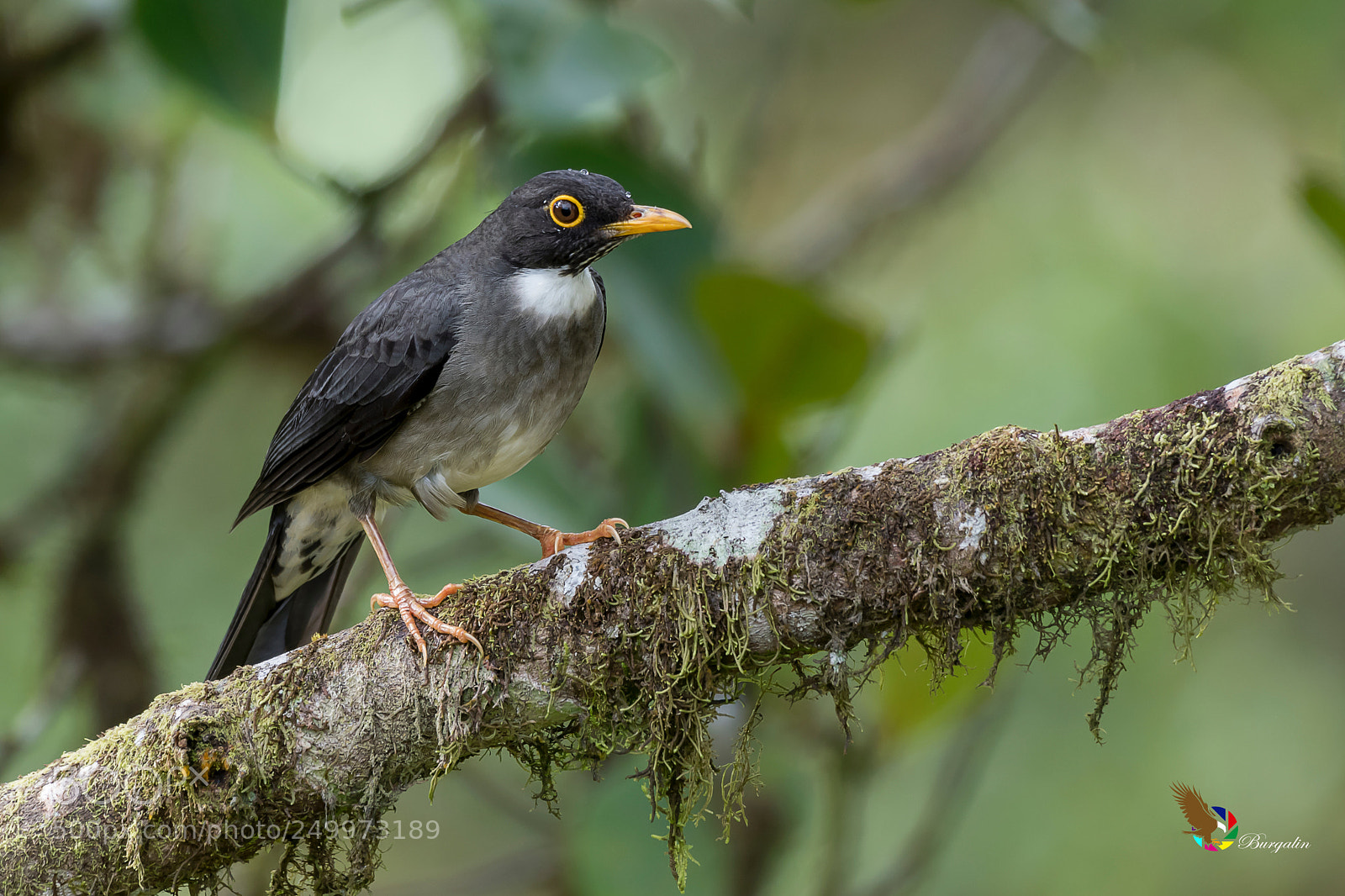 Nikon D500 sample photo. White-throated thrush photography