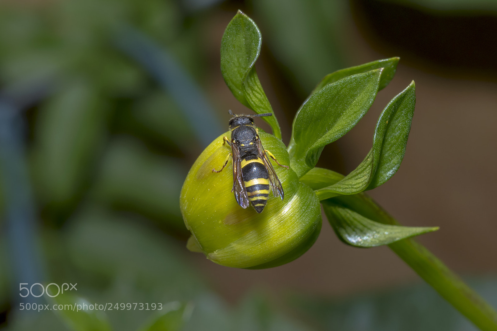 Canon EOS 7D Mark II sample photo. Wasp photography